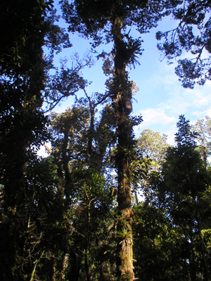Arbol de Pilon